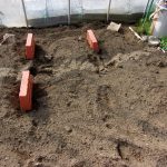 サツマイモ　種芋　伏せ込み　240416