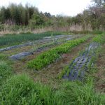 草　雑草　240423