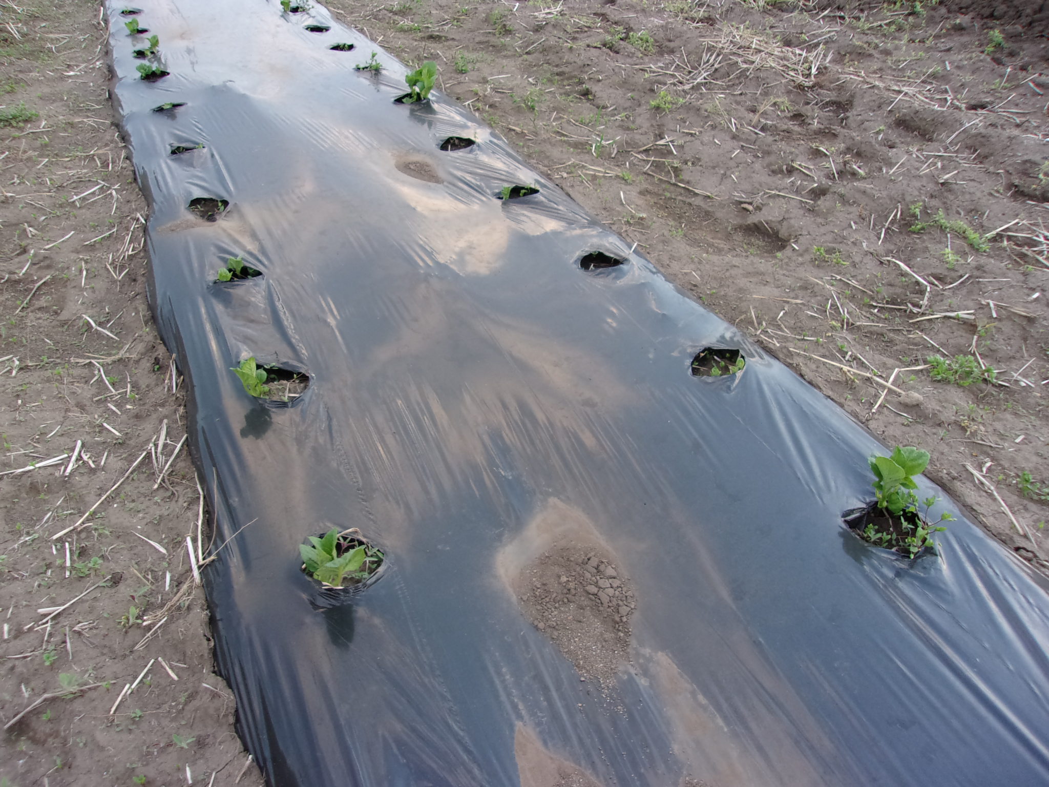 ジャガイモ　芽が出る 240420