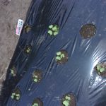 大根　芽　出る　240423