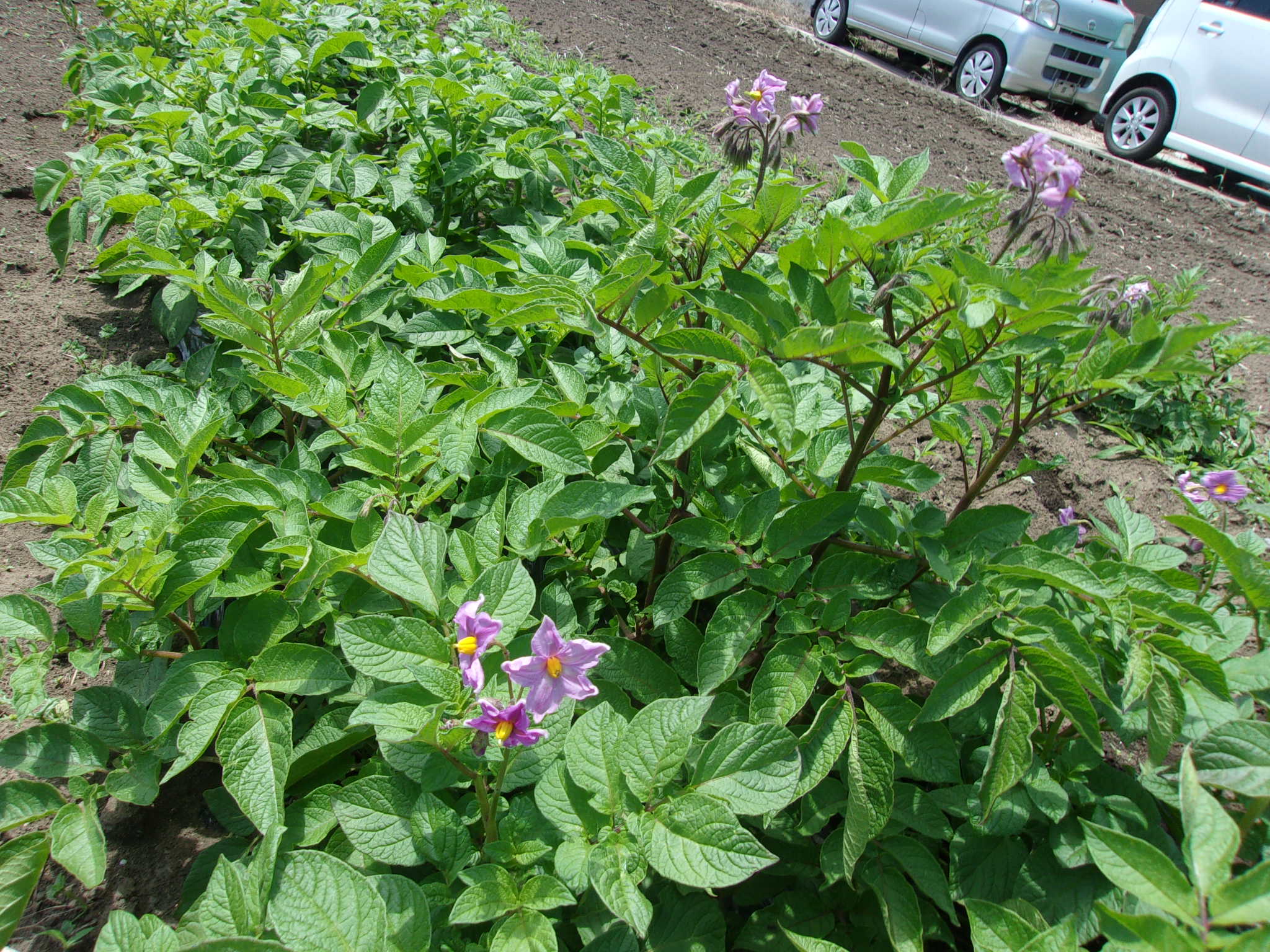 ジャガイモ　22日　花　240522