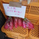 赤大根　240524