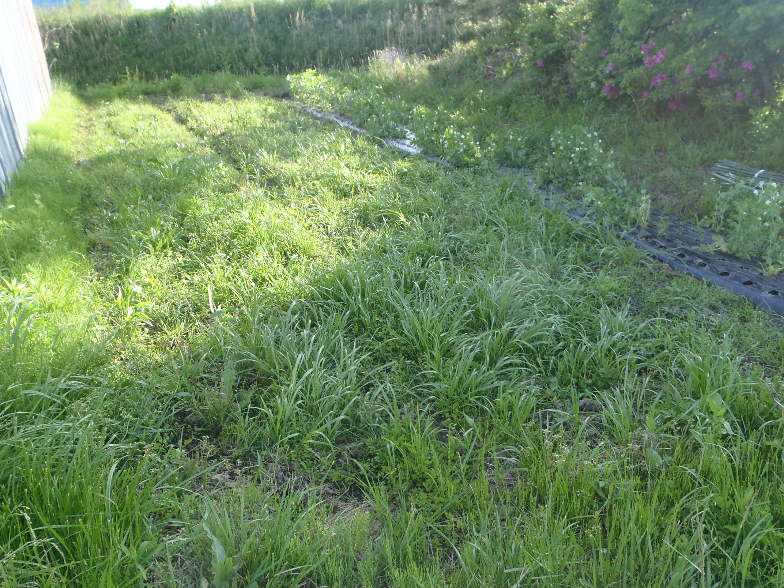 畑　草ボーボー　240503