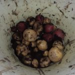 ジャガイモ　試し掘り　240605