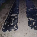 里芋　植える　240620