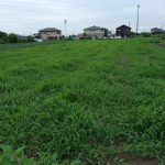 草　雑草　240711