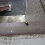 コガネムシ　240729