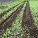 サツマイモ　畝立て　240625