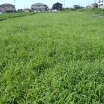 草　雑草　240730