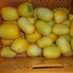 マクワウリ　収穫　240827