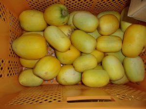 マクワウリ　収穫　240827