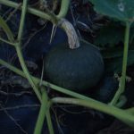 カボチャ　240828