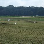 白鷺　ひたちなか　田んぼ　240923