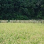 おだかけ米　240910