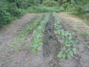 ナス　オクラ　空心菜　トマト　定植　240909