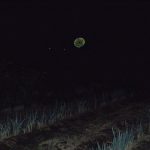 ネギ畑　花火　240928