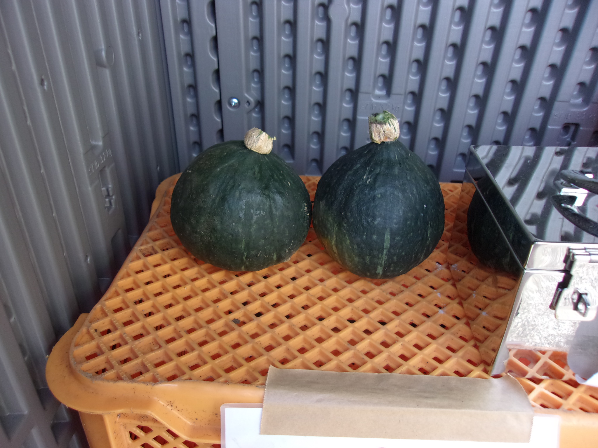 カボチャ　販売　241001