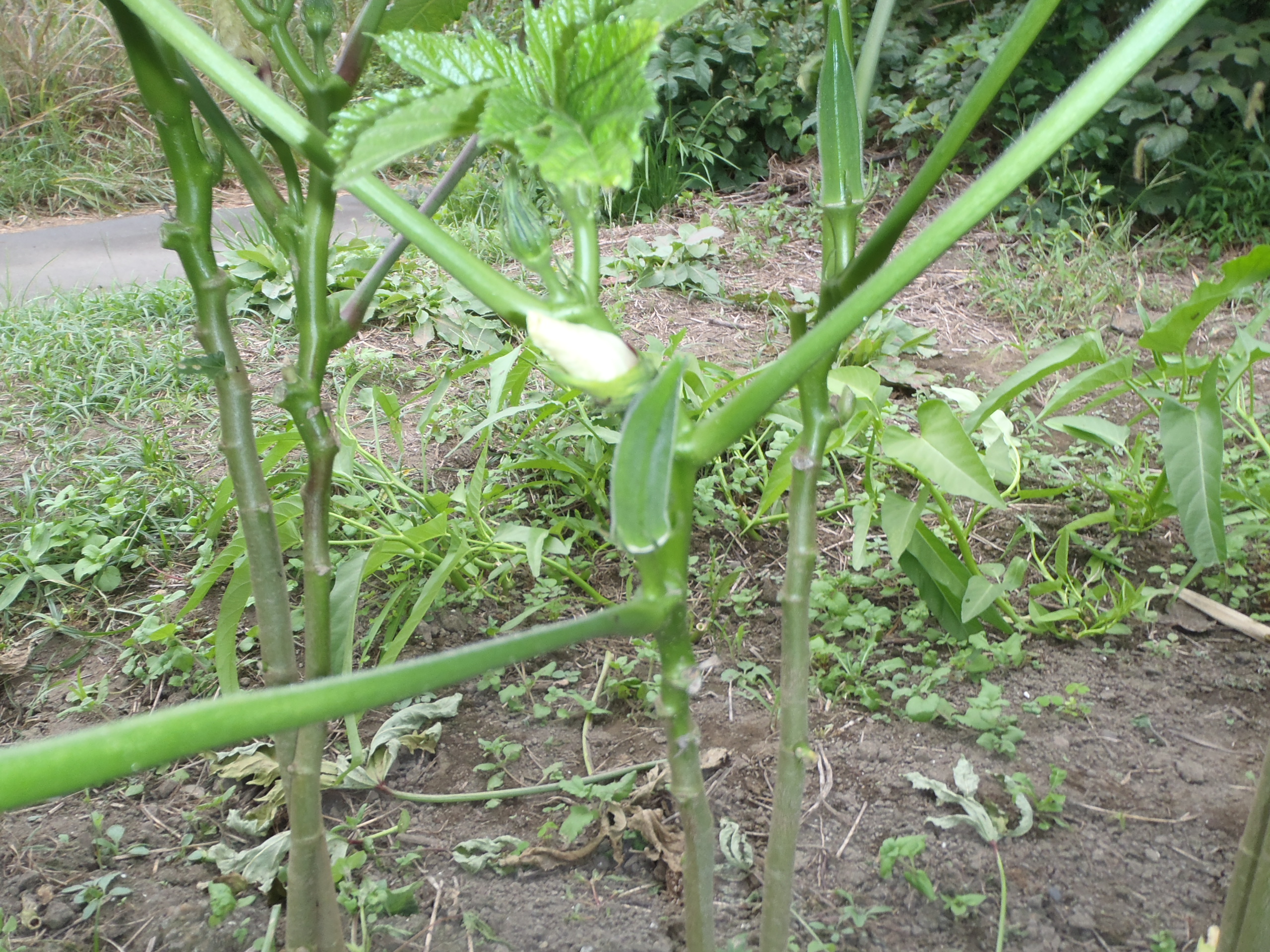 オクラ　収穫　241008