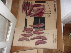 ふくむらさき　ネット販売　241128