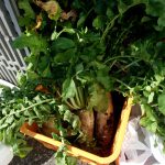 大根　販売　1206