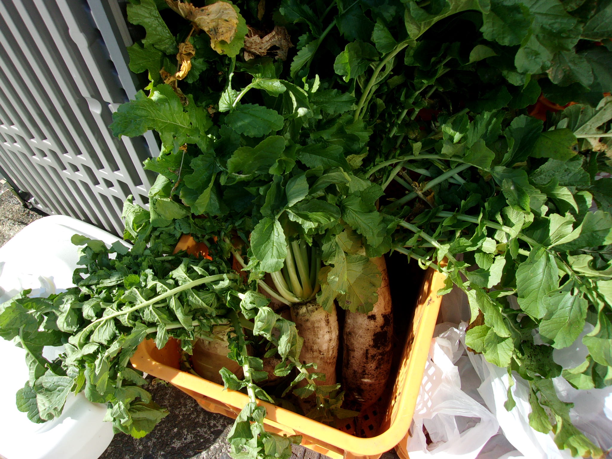 大根　販売　1206