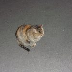 退院　猫　250128