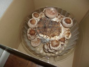 シイタケ　キノコ　栽培　250314