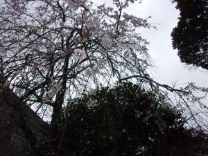 桜　咲き始め　250403