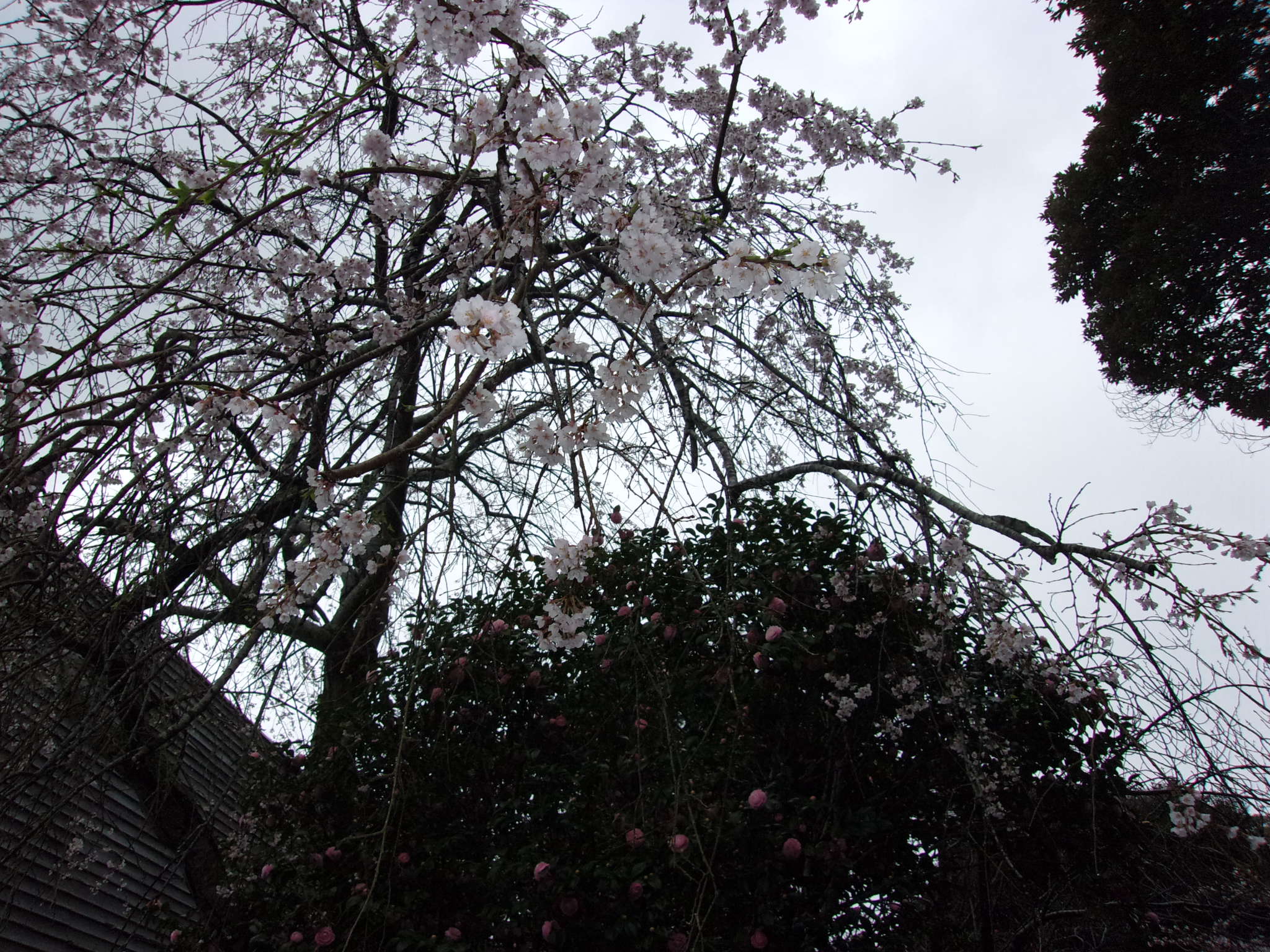 桜　咲き始め　250403