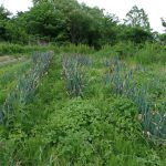 畑　草ボーボー　250522