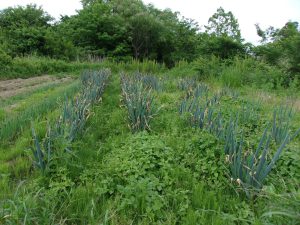 畑　草ボーボー　250522