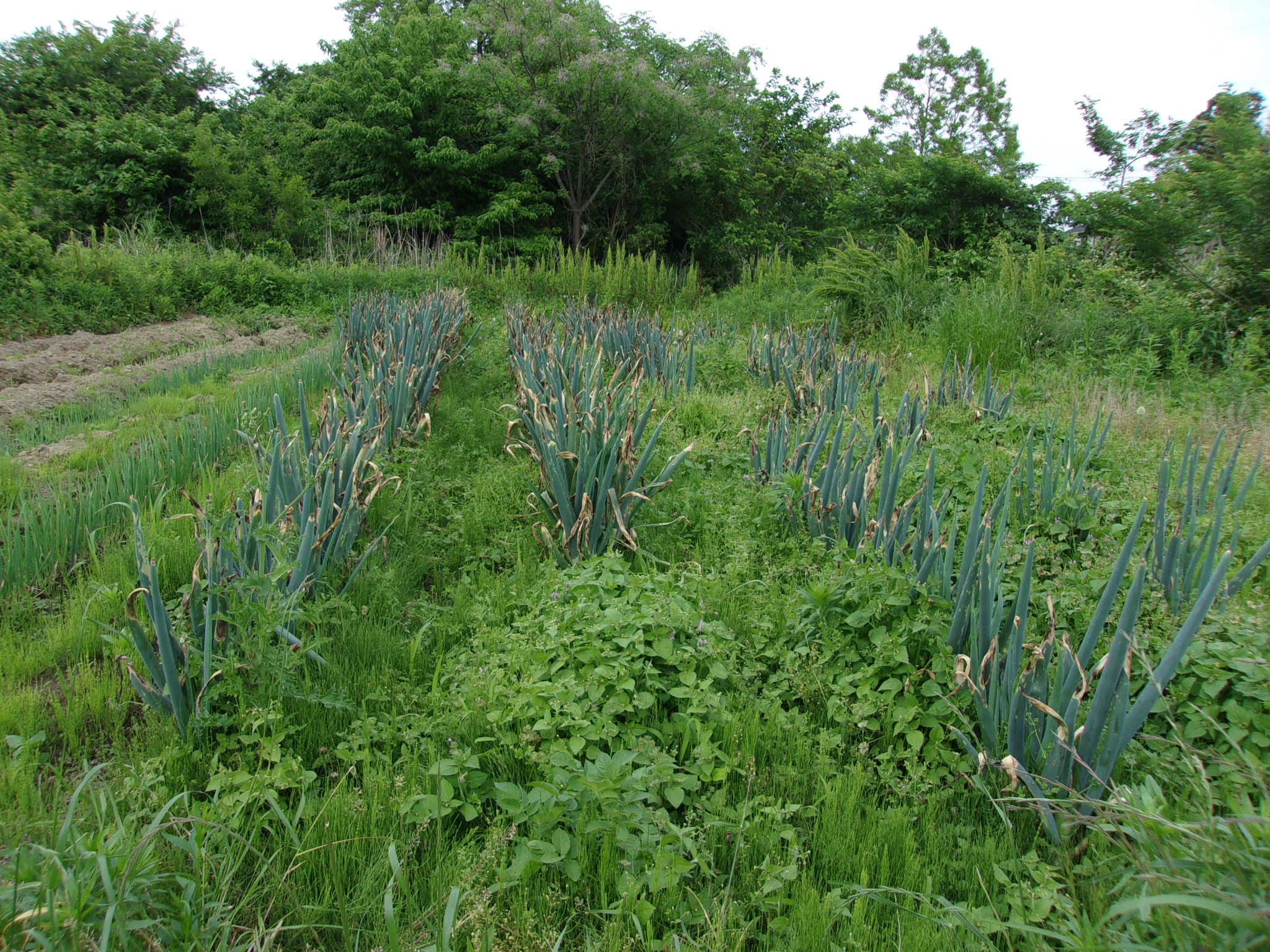 畑　草ボーボー　250522