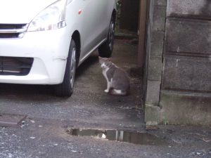 猫　お座り　250703