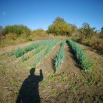 畑　風景　ネギ　250723