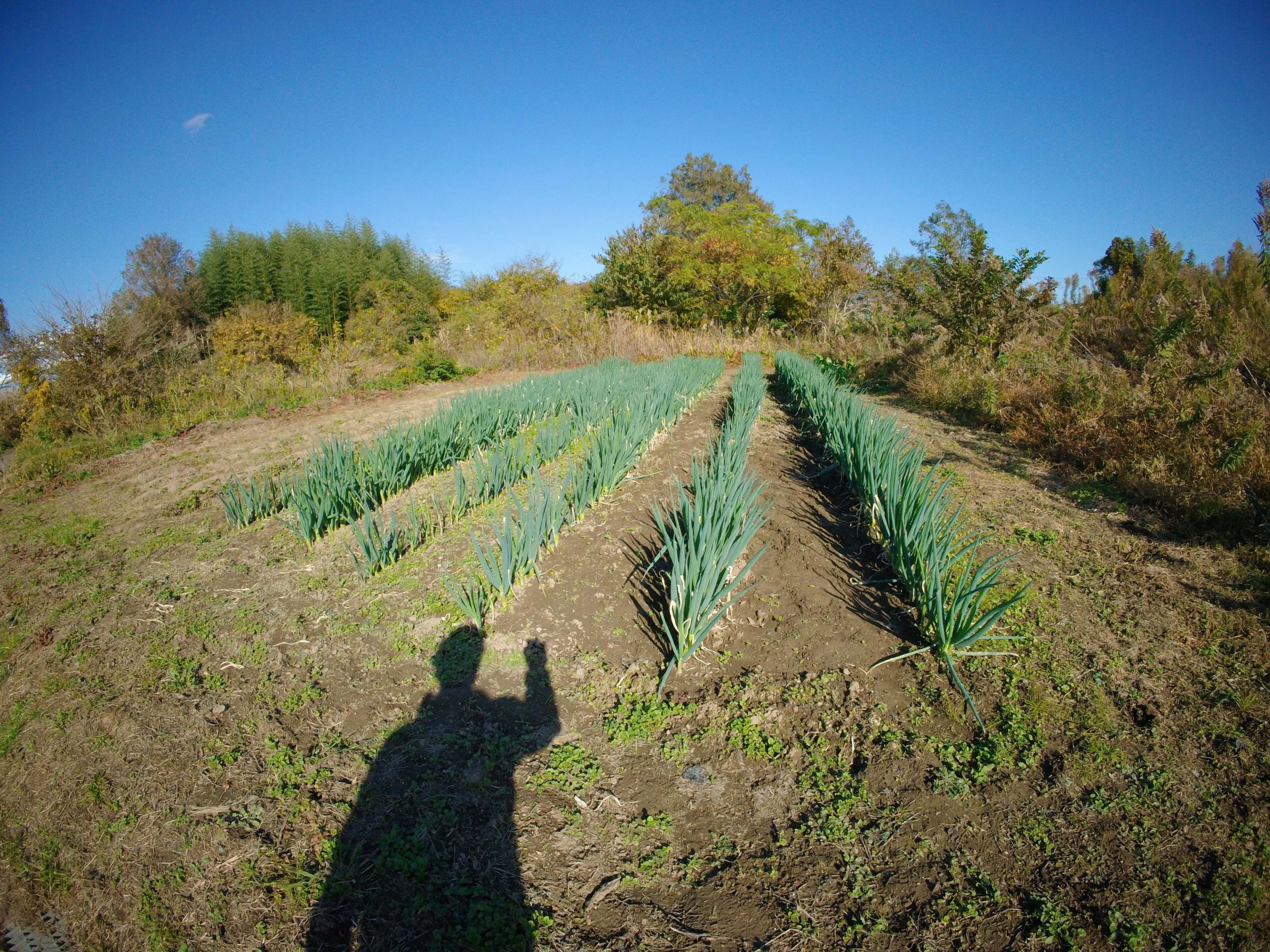 畑　風景　ネギ　250723
