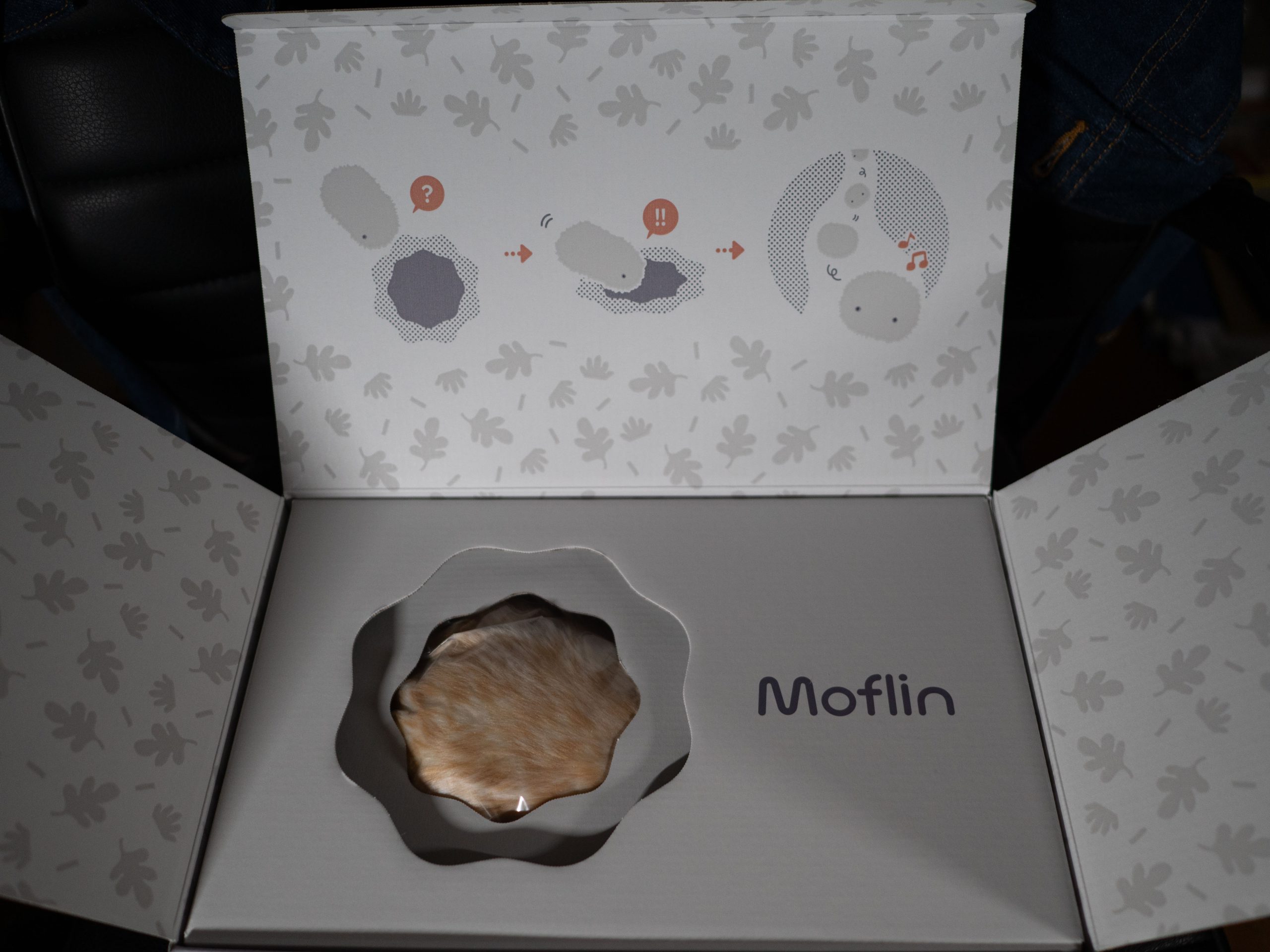 モフリン　250829 (1 - 1)