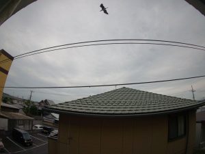 曇　雨の日　250812