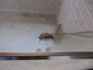 コガネムシ　250910