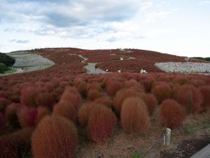 コキア　251028 (1 - 1)