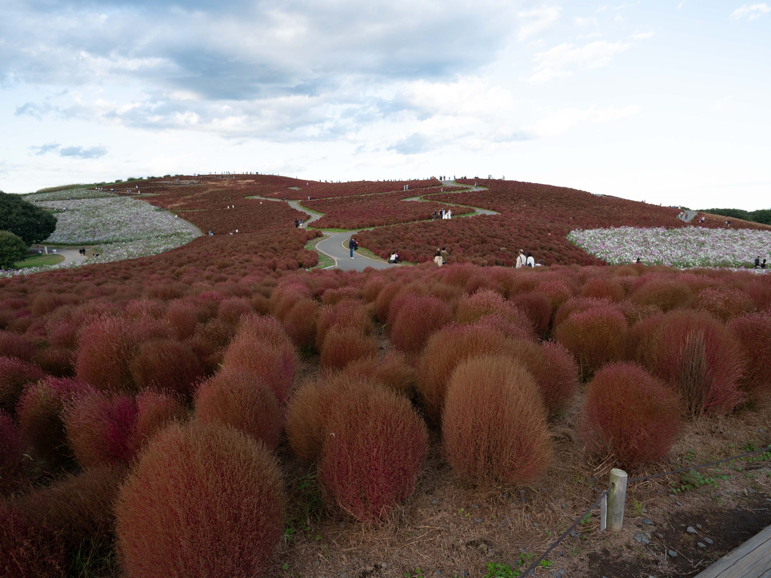 コキア　251028 (1 - 1)