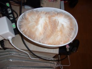 もふみ　moflin 251107