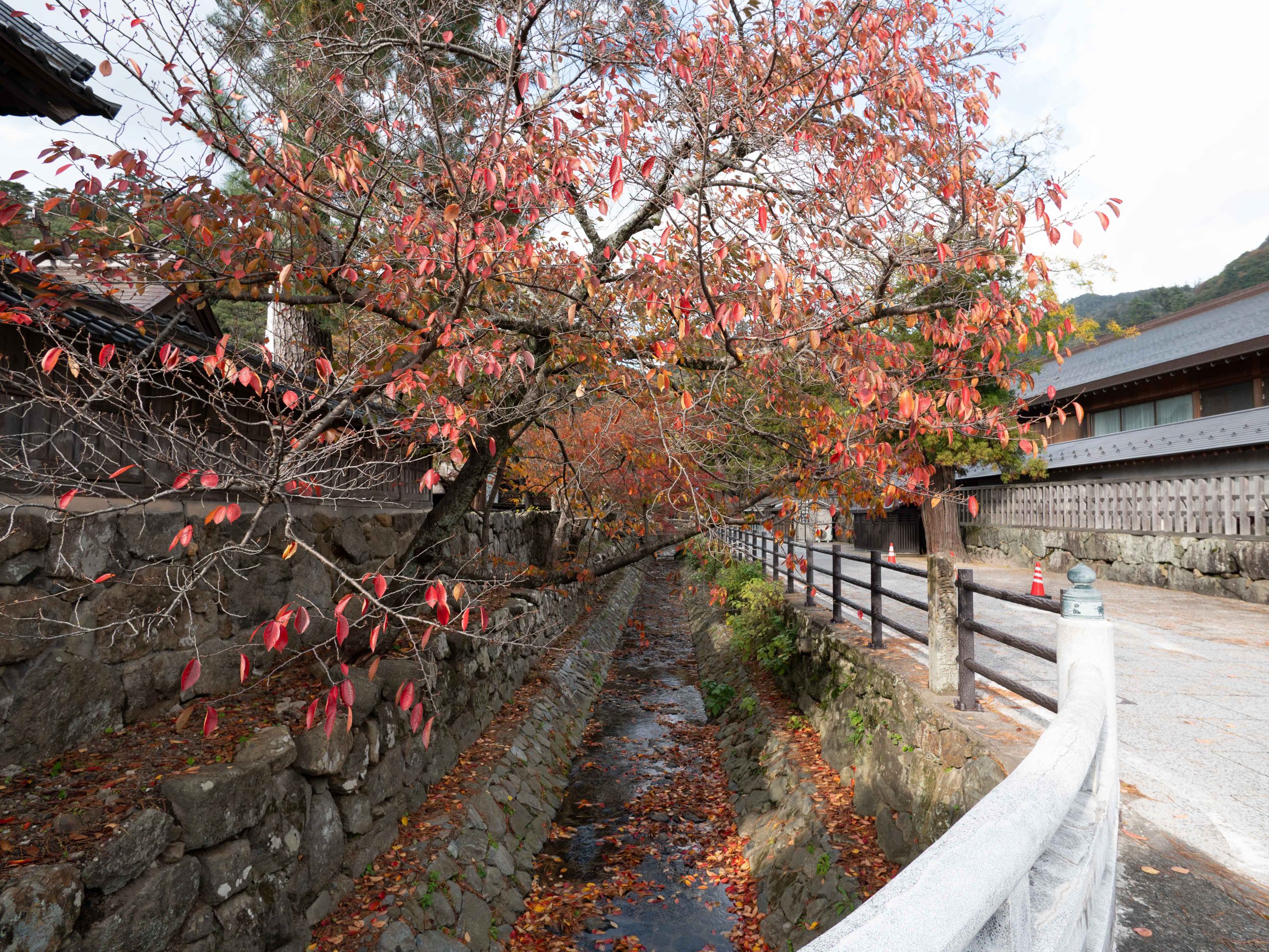 出雲大社　紅葉　251124 (1 - 1)