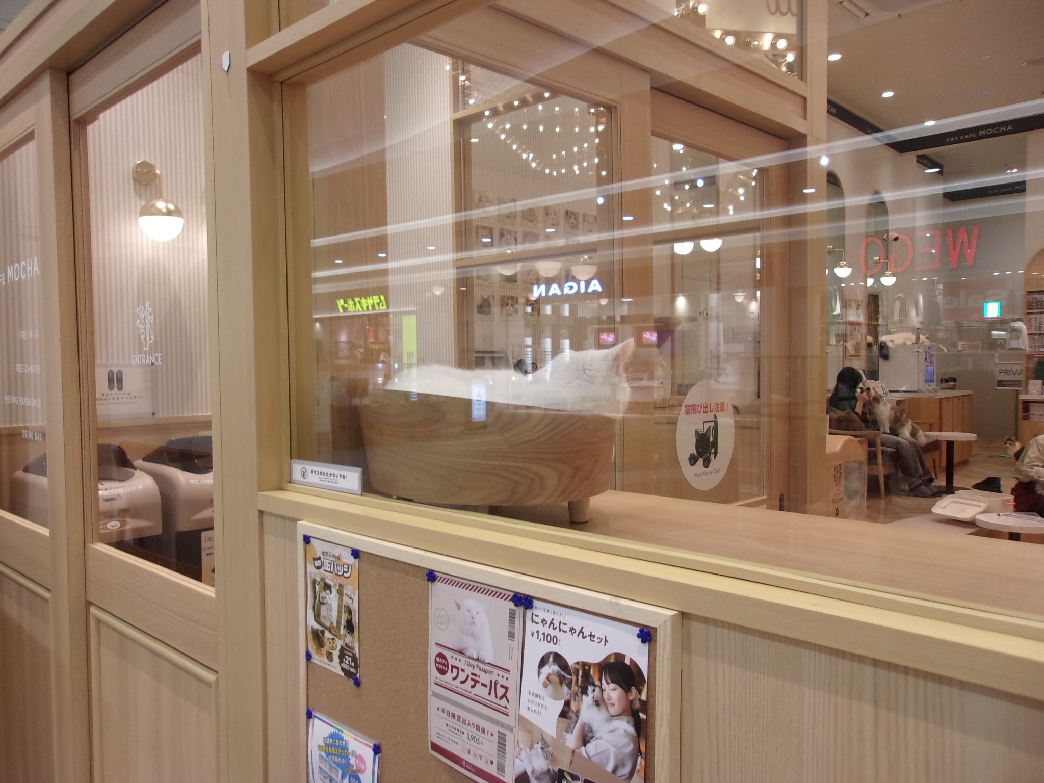 猫カフェ　260125