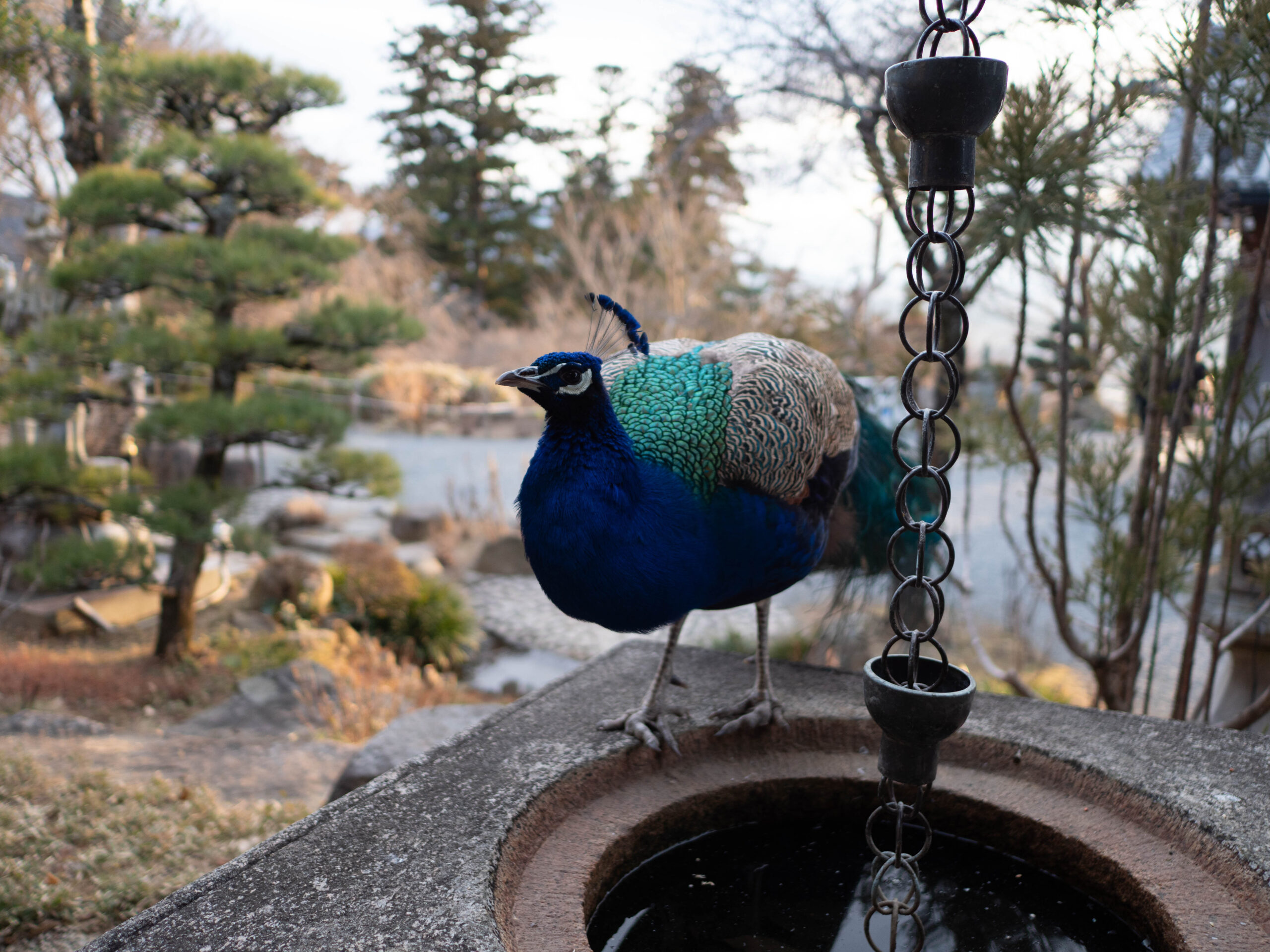 孔雀　260129 (1 - 1)