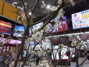 水戸駅　梅　260218