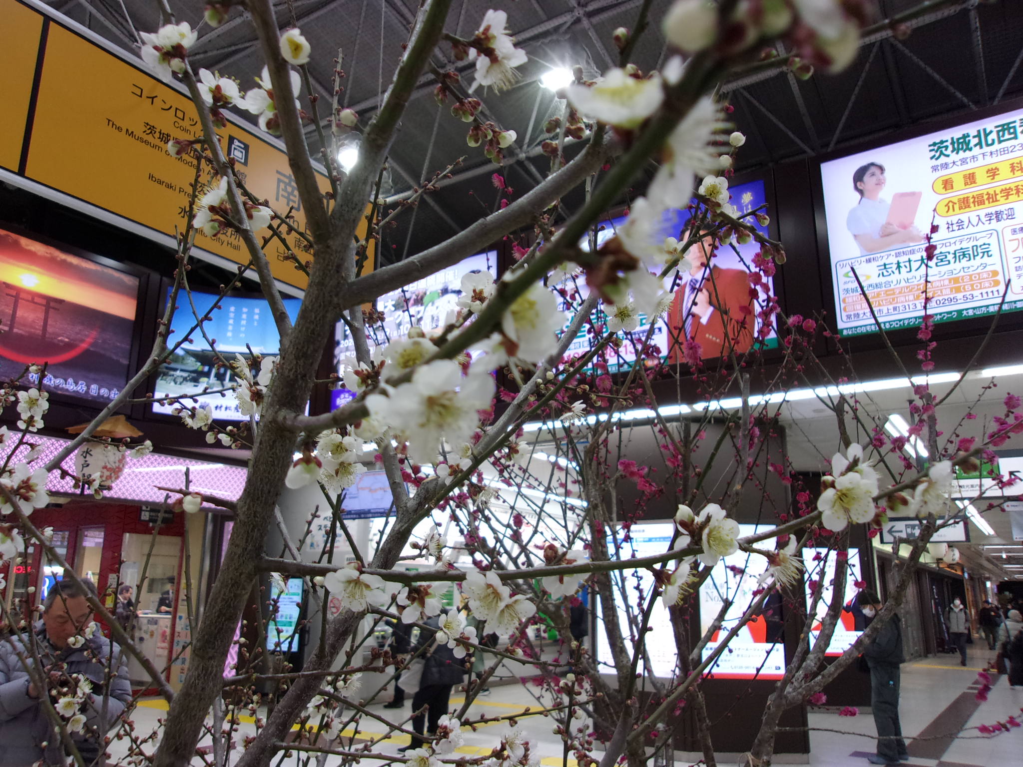 水戸駅　梅　260218