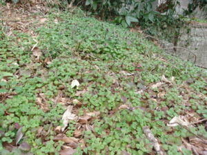 2月　暖かい　260224