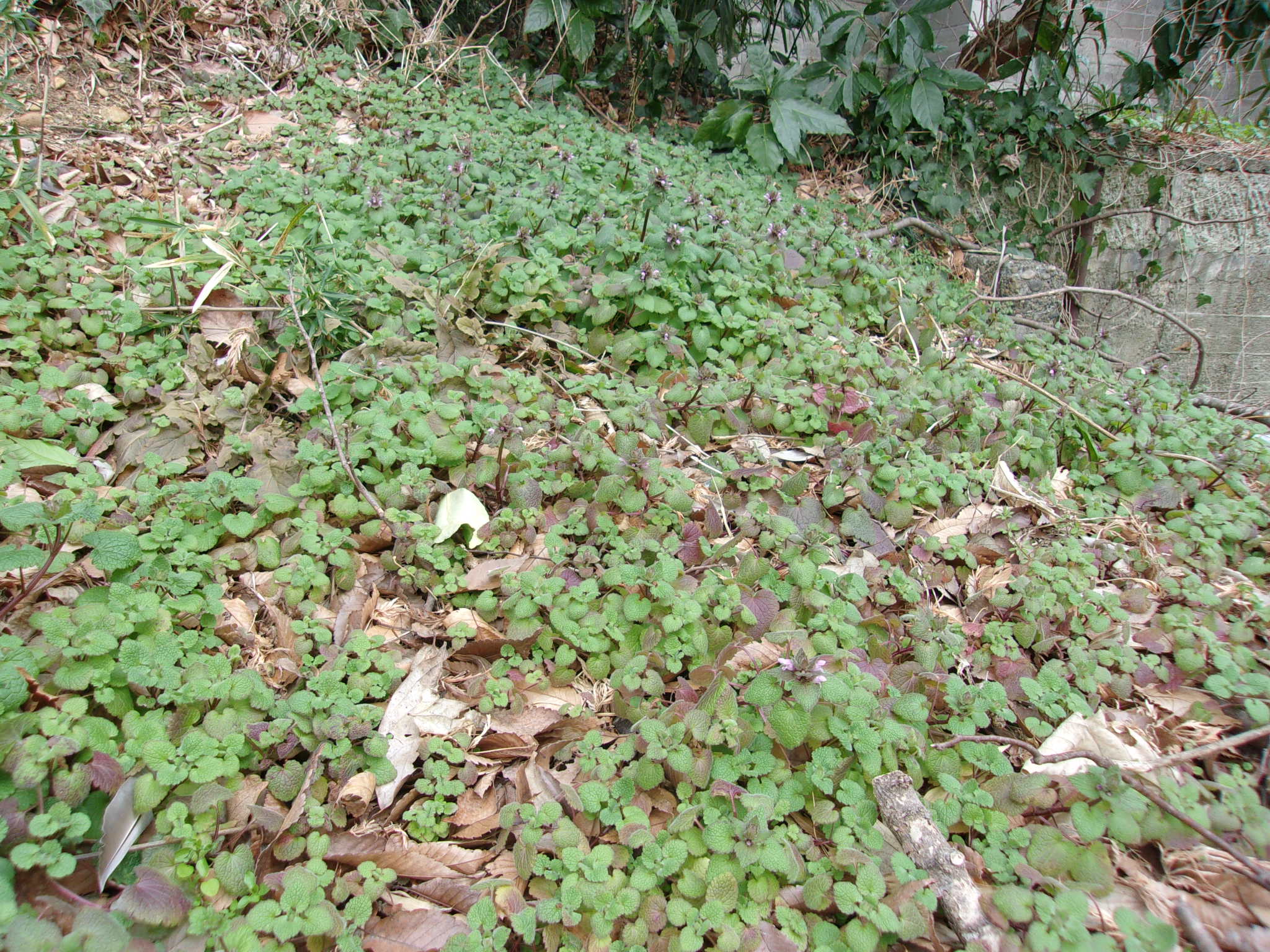 2月　暖かい　260224