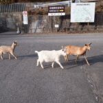 ヤギさん　260129 (1 - 1)