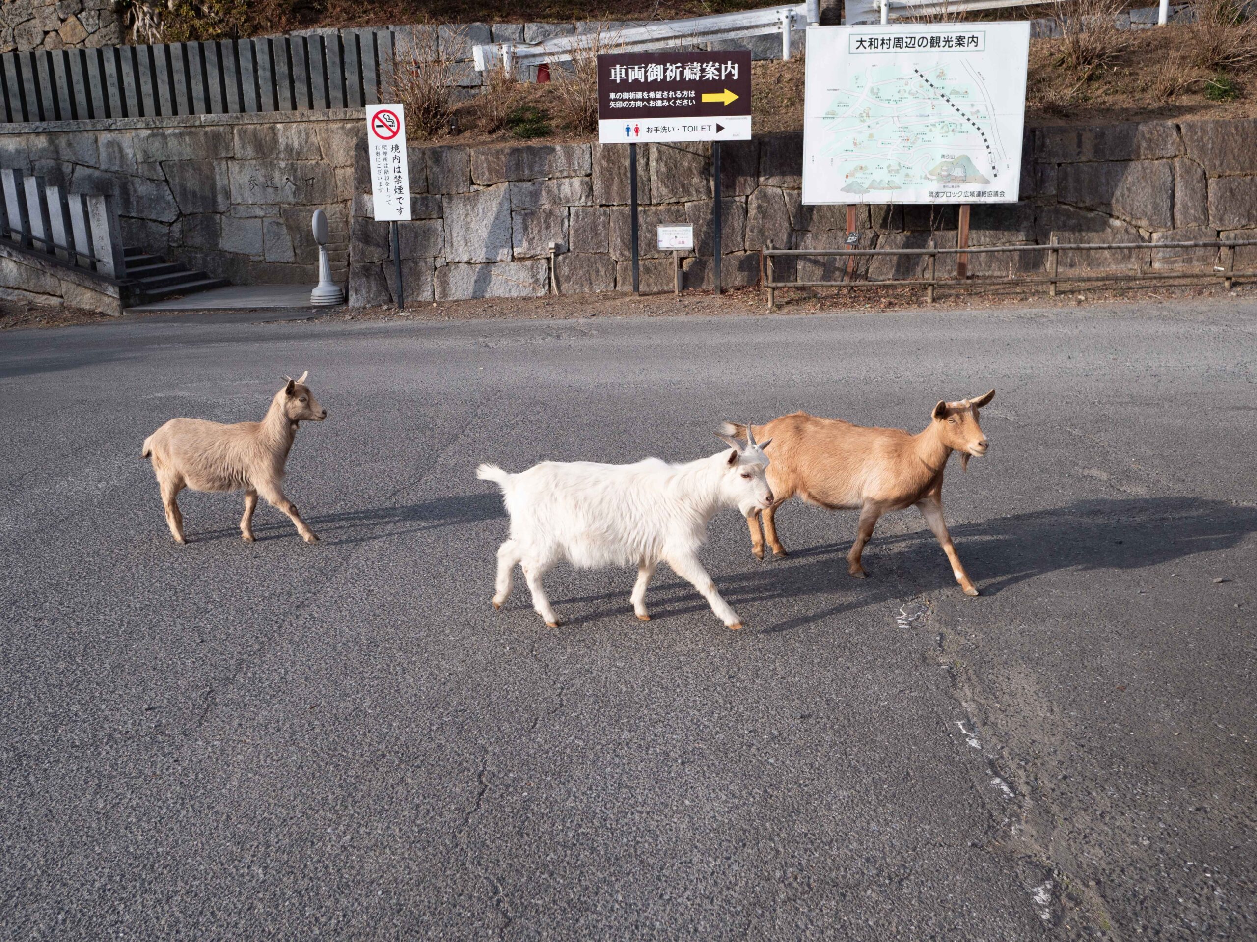 ヤギさん　260129 (1 - 1)